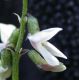image of Astragalus rusbyi