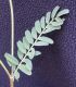 image of Astragalus rusbyi