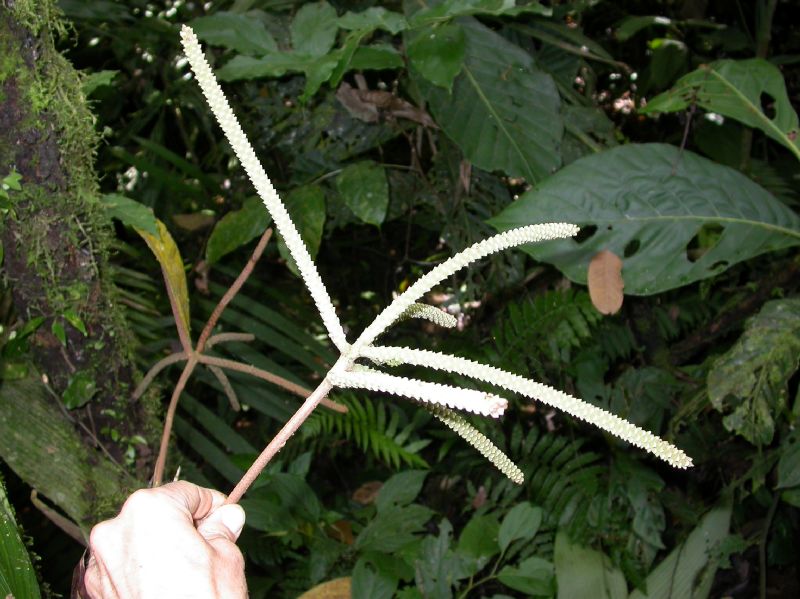 Arecaceae Asterogyne martiana