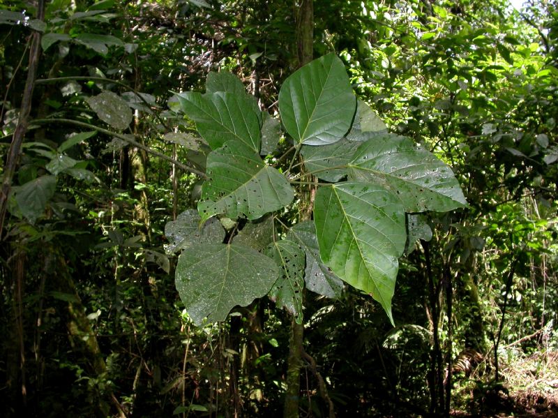 Hernandiaceae Hernandia stenura