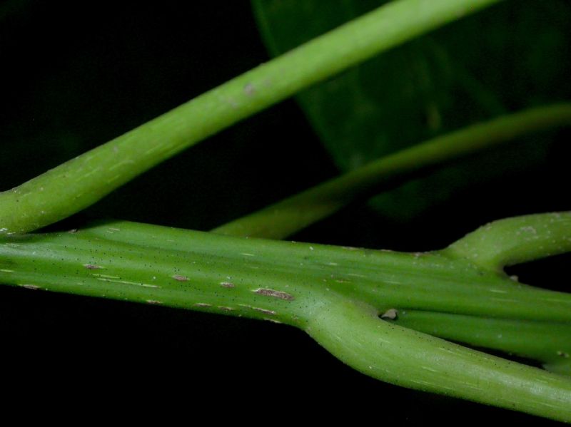 Hernandiaceae Hernandia stenura