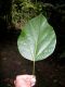 image of Hernandia stenura