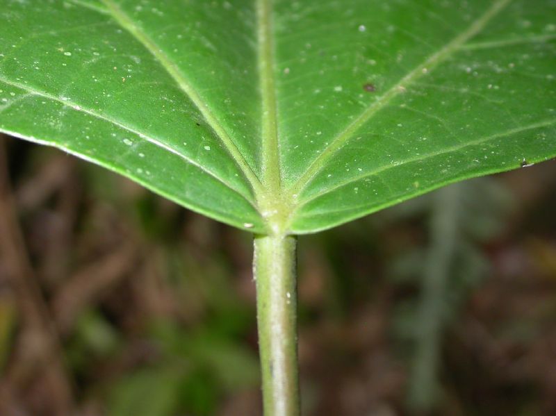 Hernandiaceae Hernandia stenura