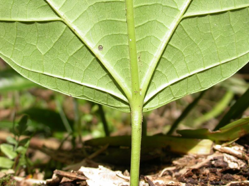 Hernandiaceae Hernandia stenura