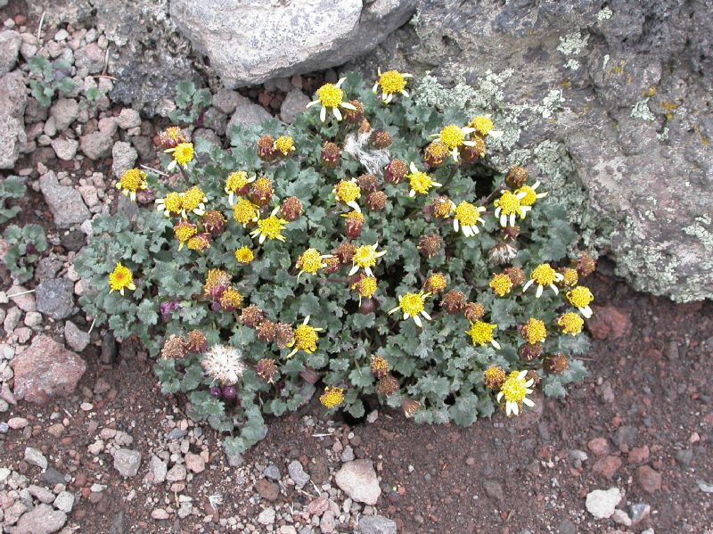 Asteraceae Senecio franciscanus
