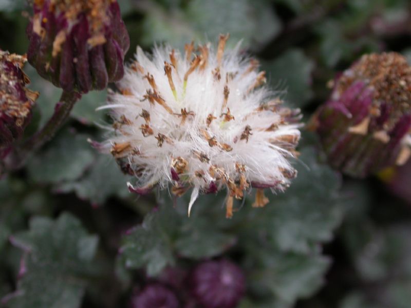 Asteraceae Senecio franciscanus