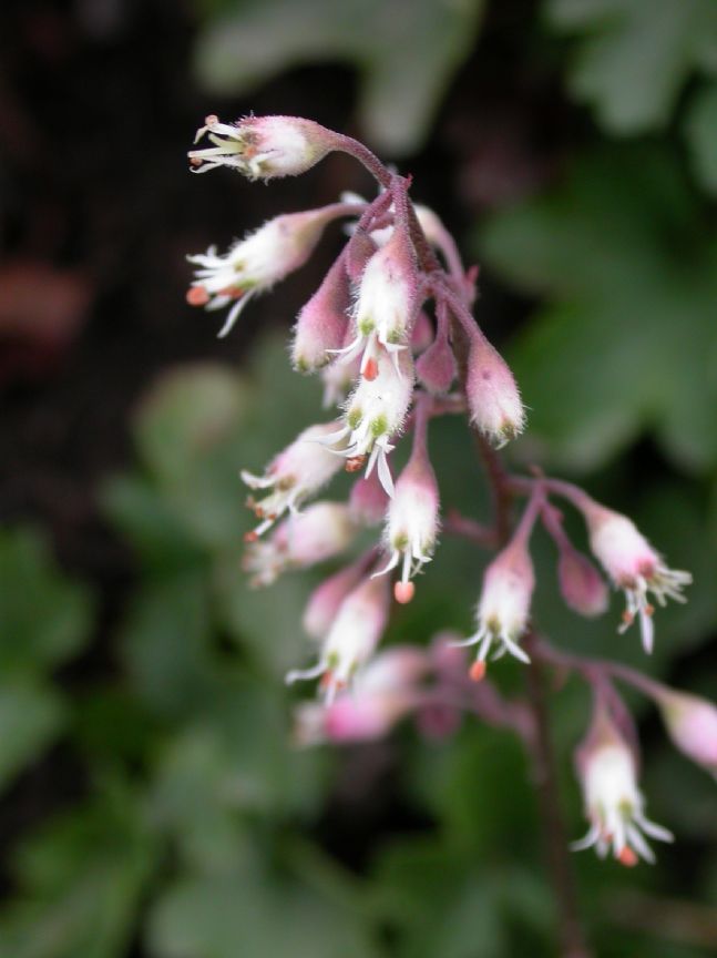Saxifragaceae Heuchera rubescens