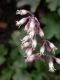 image of Heuchera rubescens