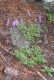 image of Penstemon whippleanus