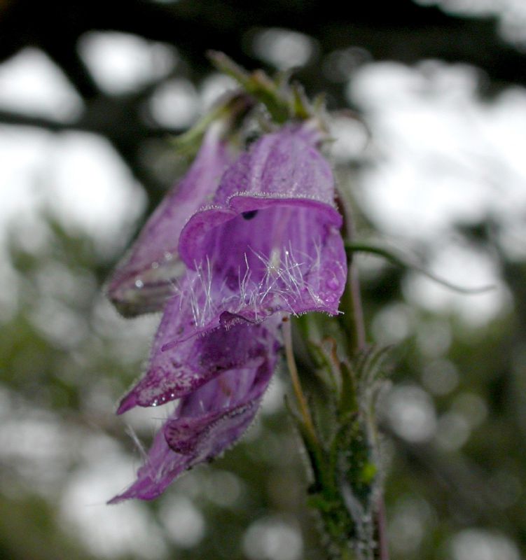 Plantaginaceae Penstemon whippleanus