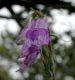 image of Penstemon whippleanus