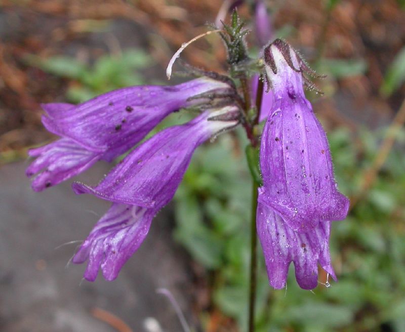 Plantaginaceae Penstemon whippleanus