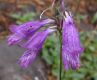 image of Penstemon whippleanus