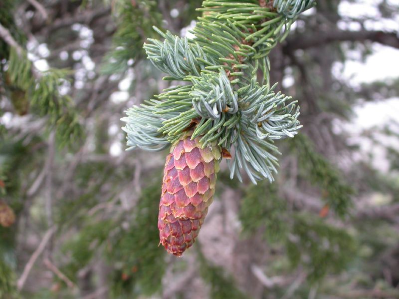 Pinaceae Picea engelmannii