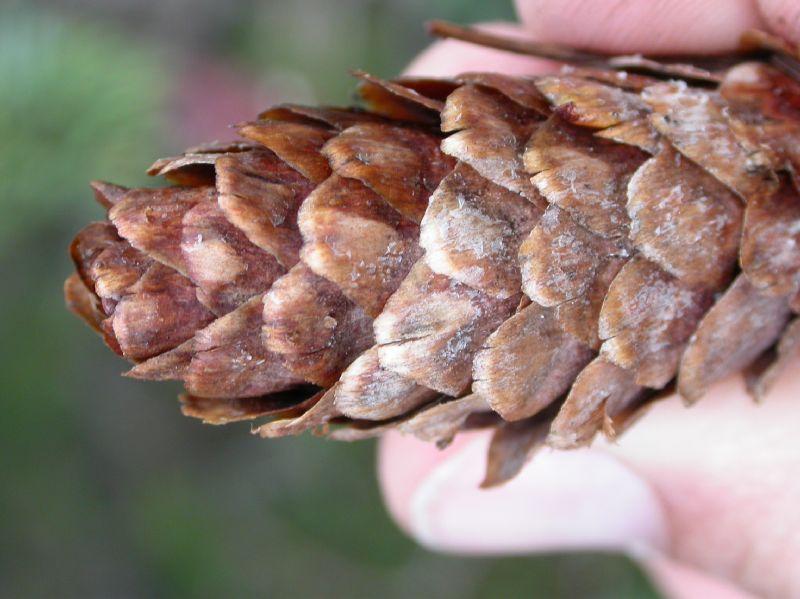 Pinaceae Picea engelmannii