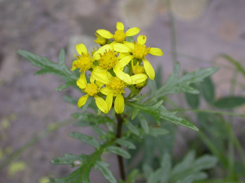 Asteraceae Senecio macdougalii