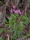 image of Epilobium angustifolium