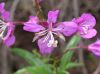 image of Epilobium angustifolium