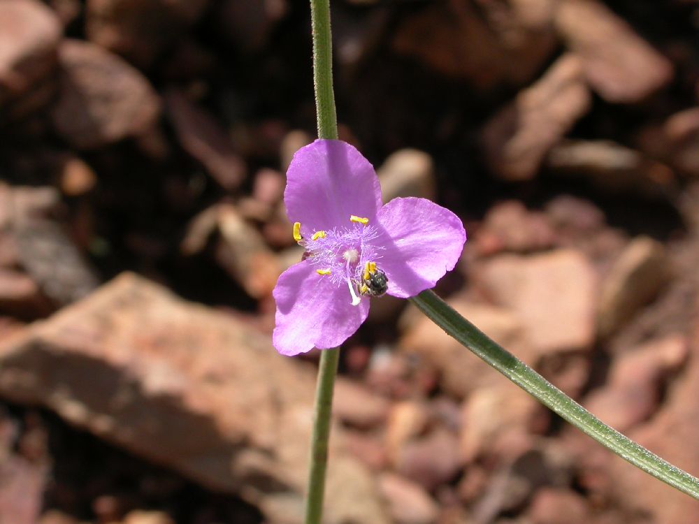 Commelinaceae Tradescantia pinetorum