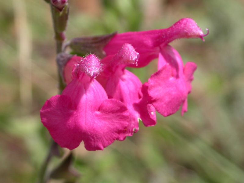 Lamiaceae Salvia lemmoni