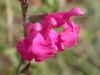 image of Salvia lemmoni