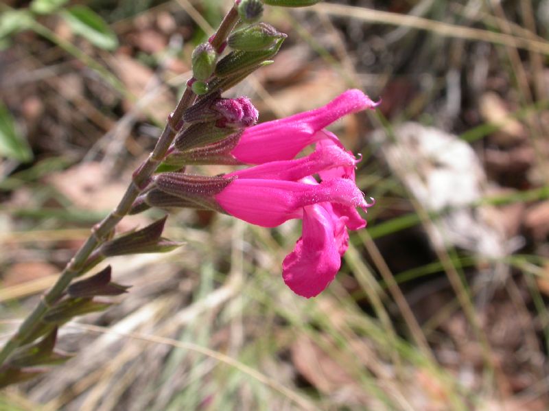 Lamiaceae Salvia lemmoni