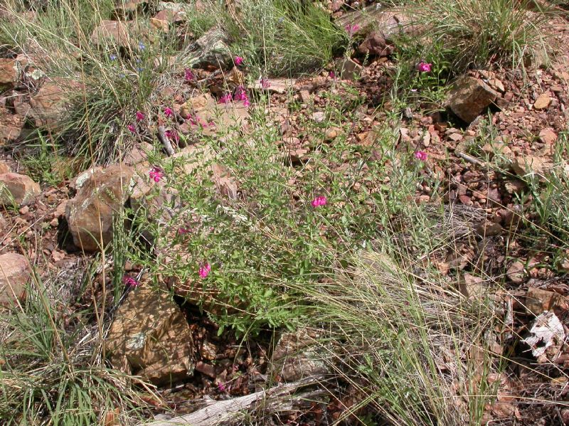 Lamiaceae Salvia lemmoni