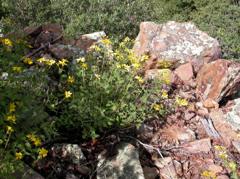 Asteraceae Viguiera triloba