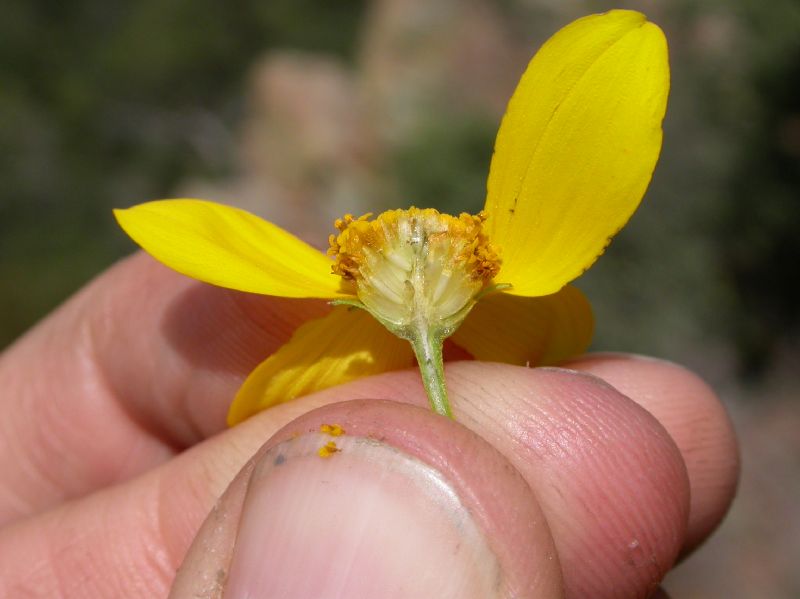Asteraceae Viguiera triloba