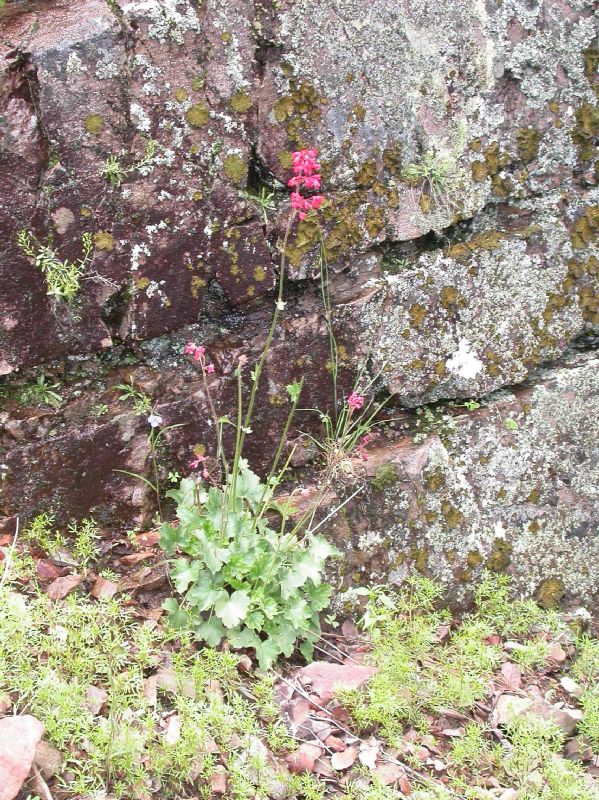Saxifragaceae Heuchera sanguinea