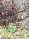 image of Heuchera sanguinea