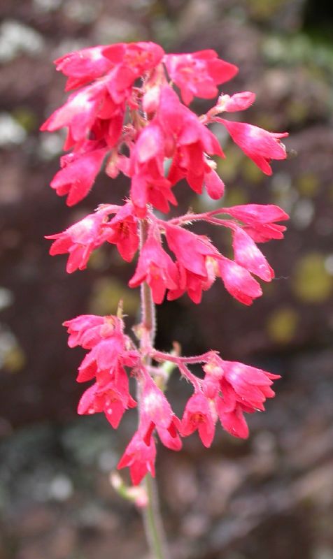 Saxifragaceae Heuchera sanguinea