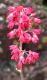 image of Heuchera sanguinea