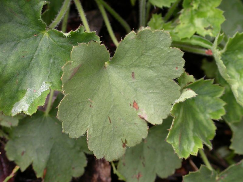 Saxifragaceae Heuchera sanguinea