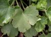 image of Heuchera sanguinea