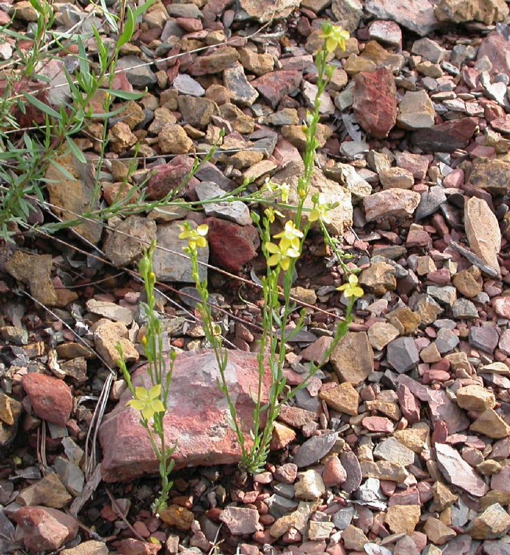 Linaceae Linum neomexicanum