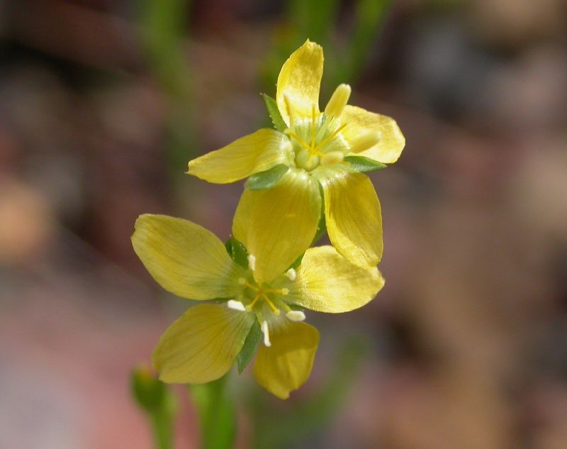 Linaceae Linum neomexicanum