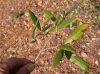 image of Quercus hypoleucoides