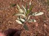image of Quercus hypoleucoides