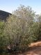 image of Quercus hypoleucoides