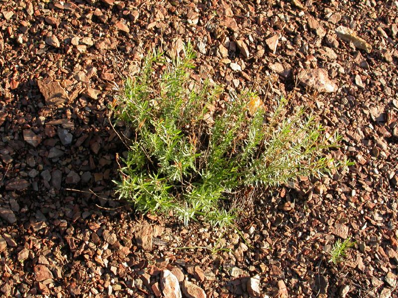 Onagraceae Oenothera toumeyi