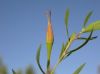 image of Oenothera toumeyi