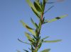 image of Oenothera toumeyi