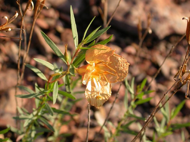 Onagraceae Oenothera toumeyi