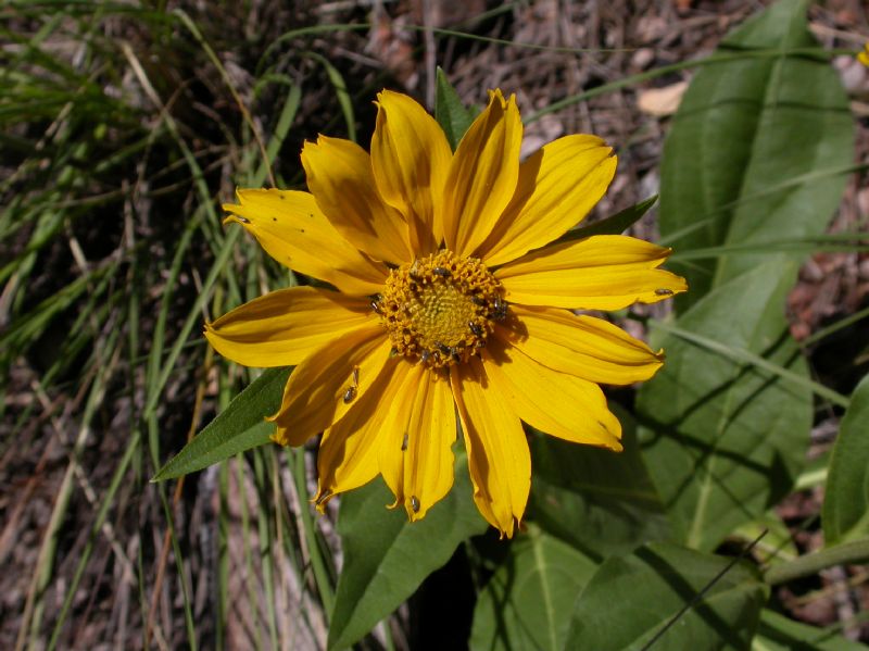 Asteraceae Helianthella quinquenervis