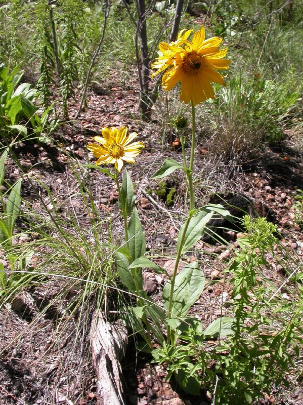 Asteraceae Helianthella quinquenervis