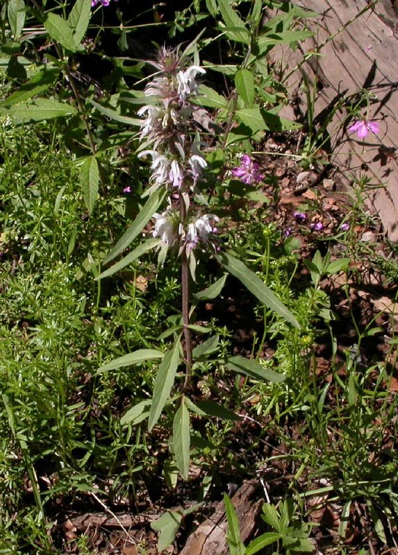 Lamiaceae Monarda citriodora