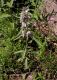 image of Monarda citriodora