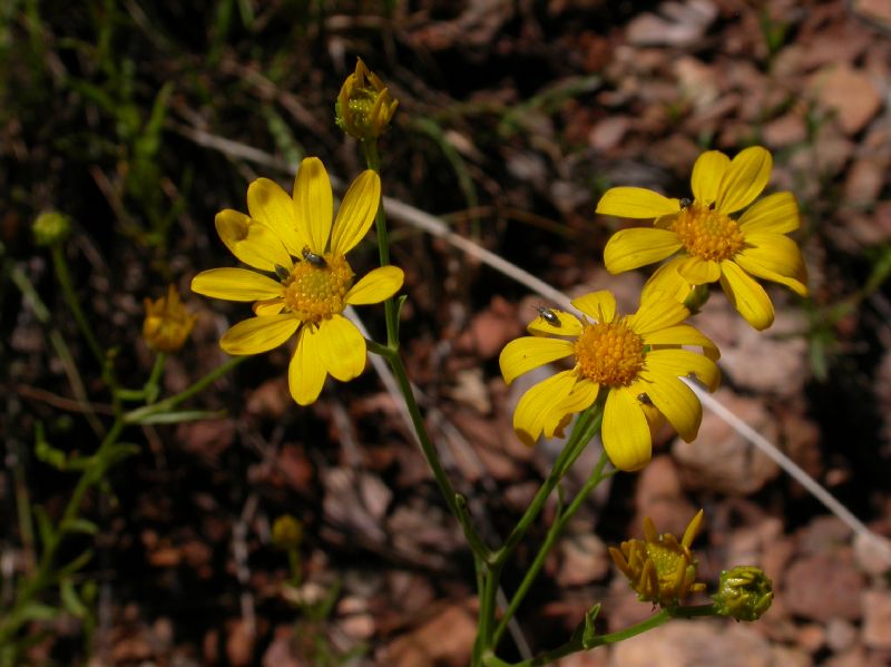 Asteraceae Gutierrezia wrightii