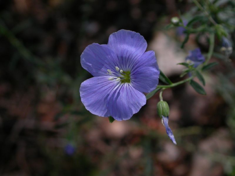 Linaceae Linum lewisii